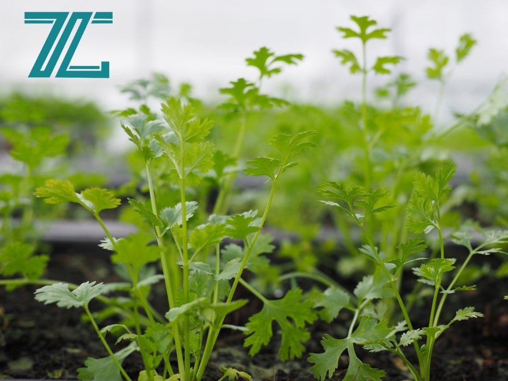 Rau ăn phở - Ngò rí