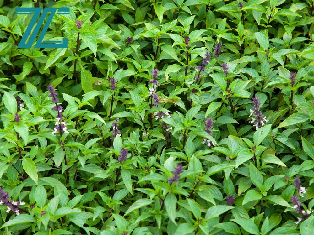 Rau quế - Rau thơm ăn phở