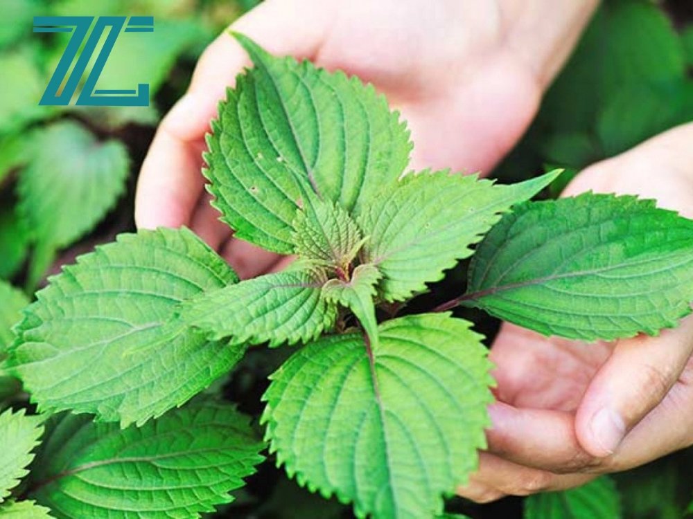 Lá tía tô ( tía bát )